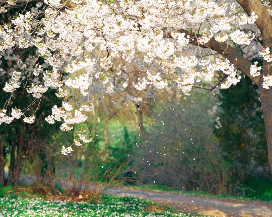 Вишневая Сакура