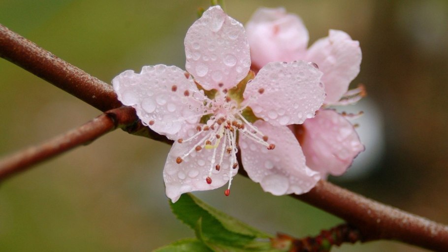 Сакура семейство Розоцветные