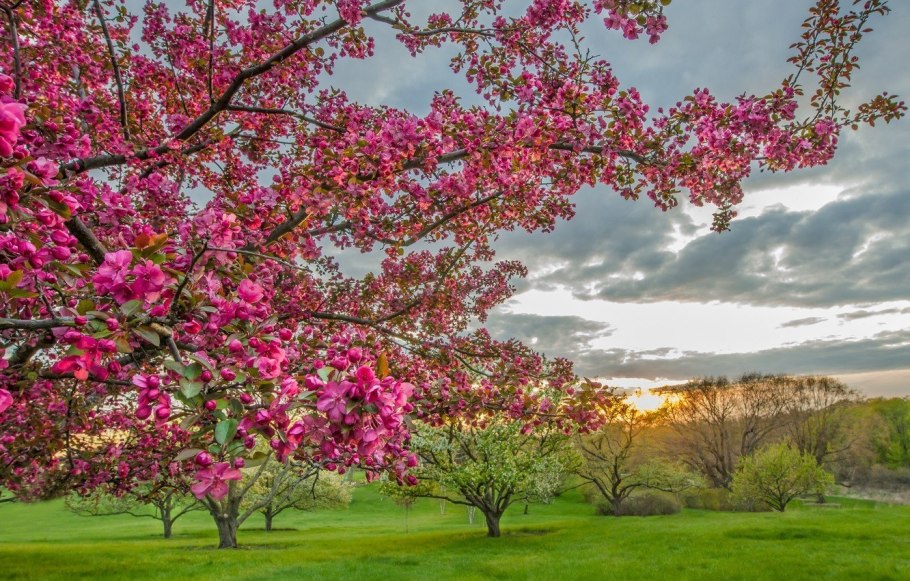 Цветущие сады