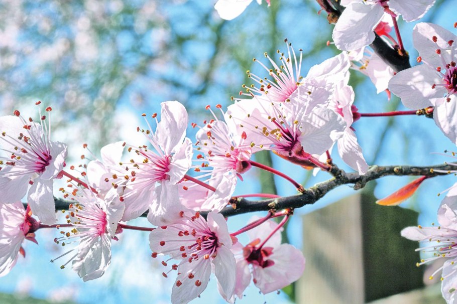 Цветение деревьев