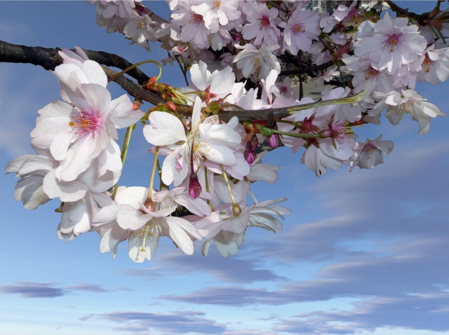 Яблоня Цветущая в саду