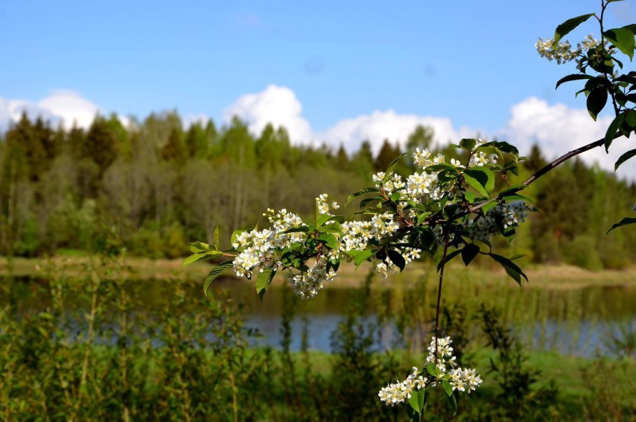 Весна природа