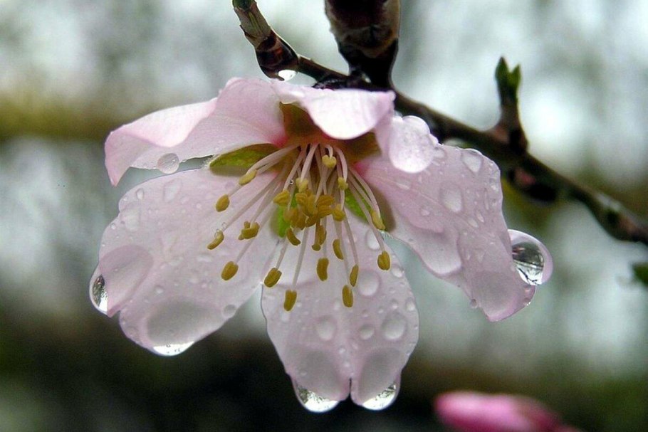 Цветущая яблоня дождь