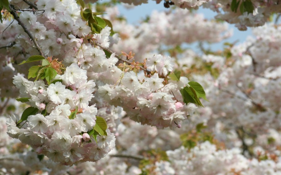 Цветы вишни