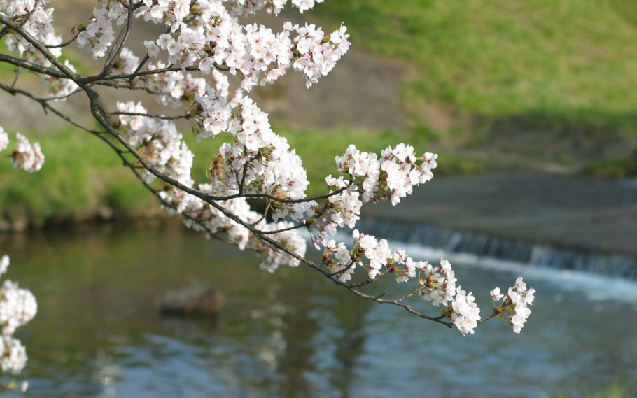 Цветущее дерево над водой