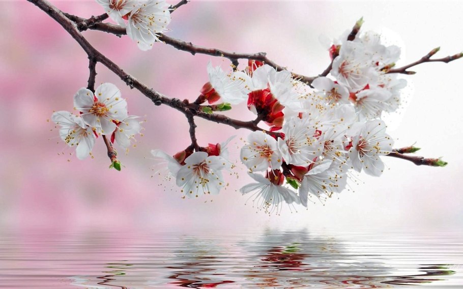 Весенний сад