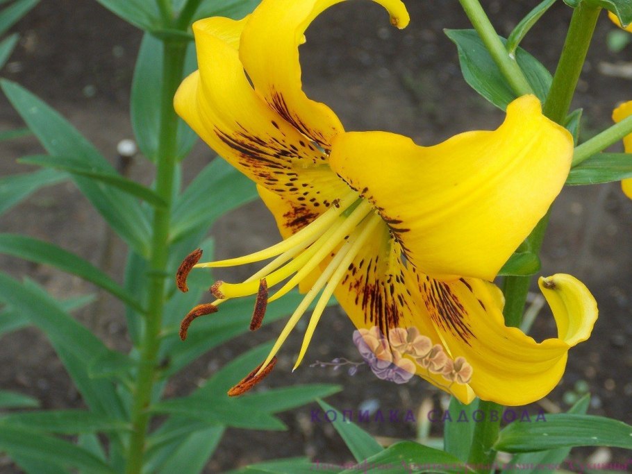 Лилия Йеллоу Перрот