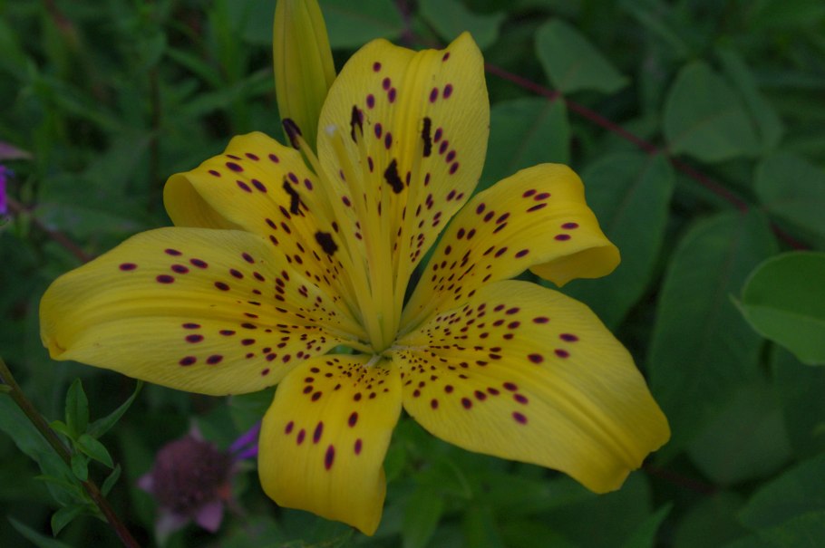 Лилия азиатская "Йеллоу Брюс"