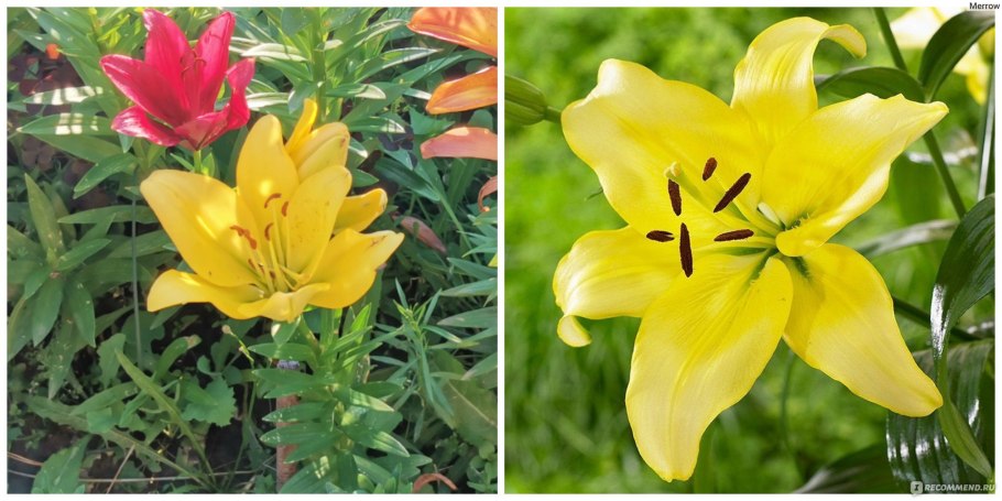 Лилия Йеллоу Брайт белая