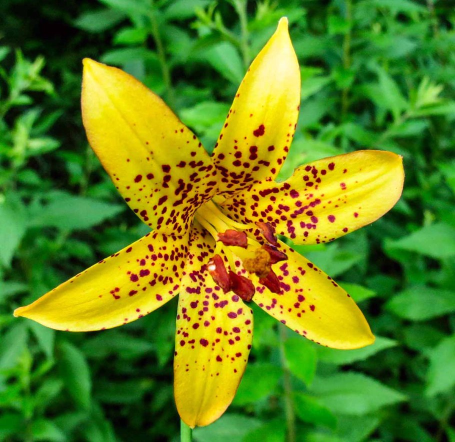 Лилия Кампече азиатский гибрид