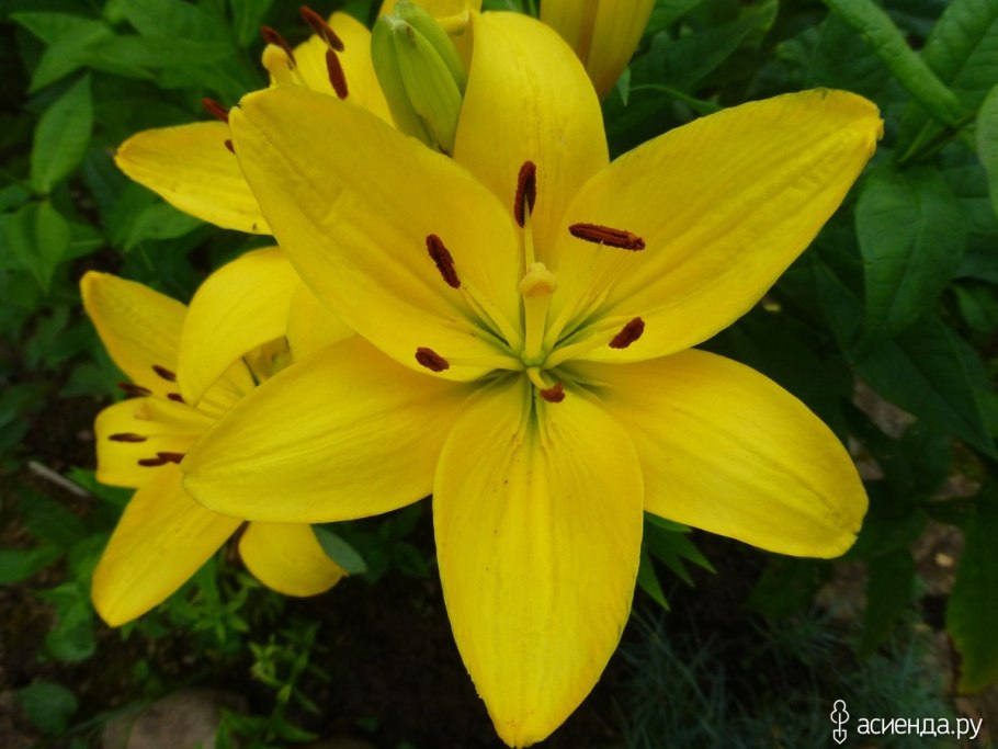 Лилия Golden Splendour