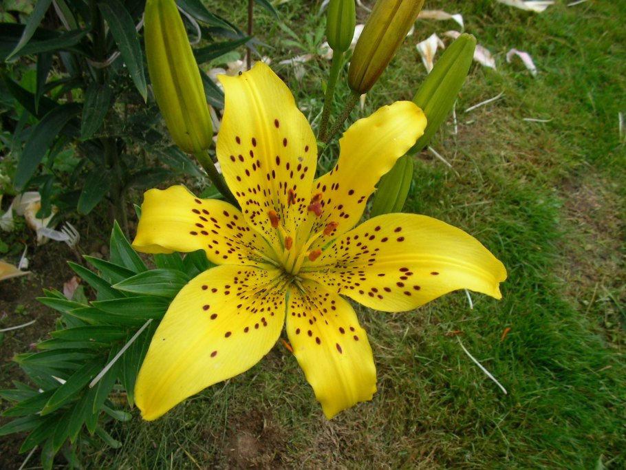 Лилия Йеллоу браш