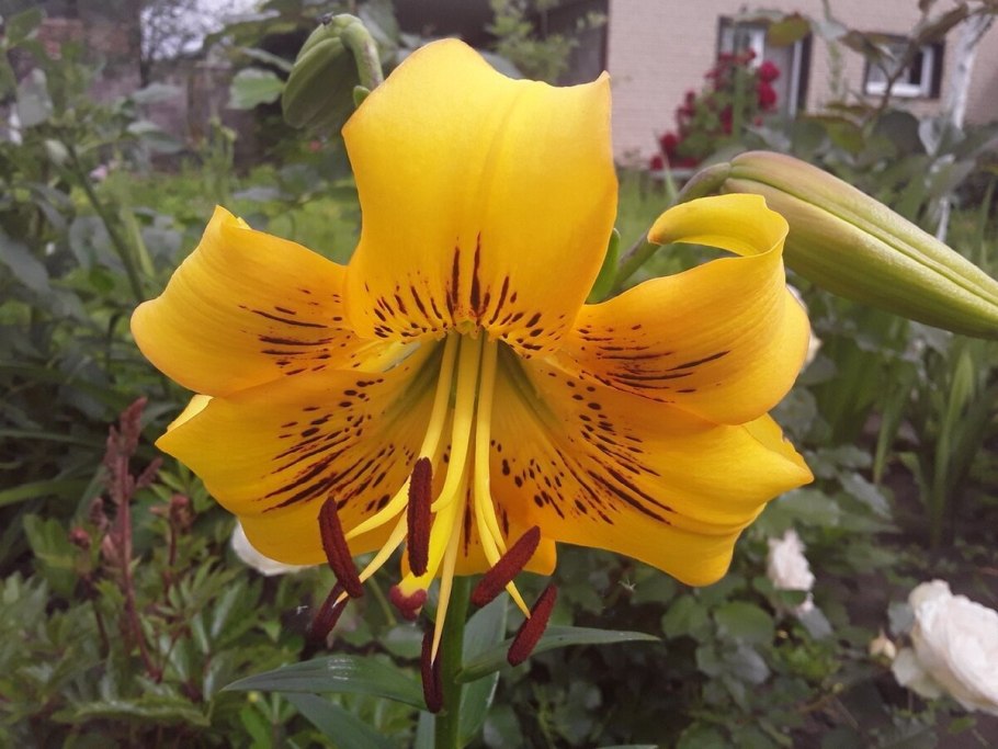 Лилия тигровая Йеллоу Тайгер