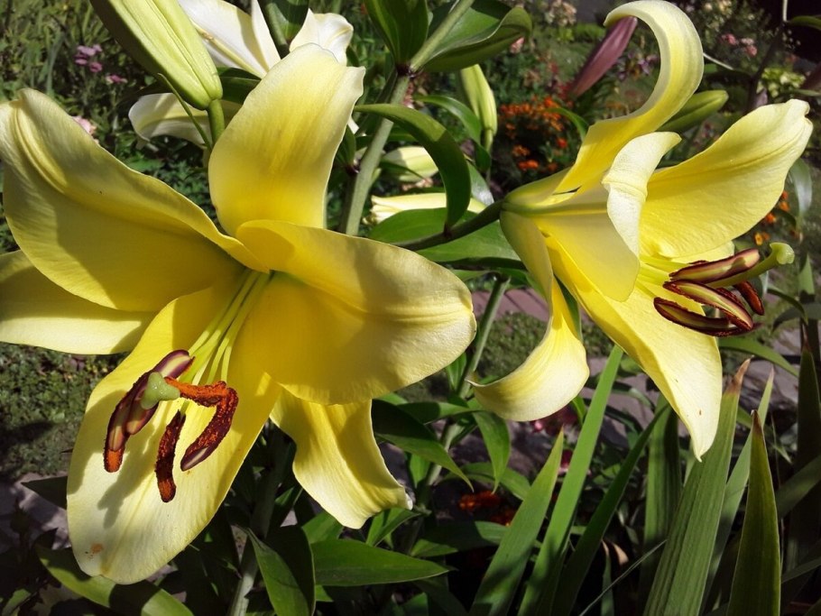 Лилия Йеллоу Тайгер