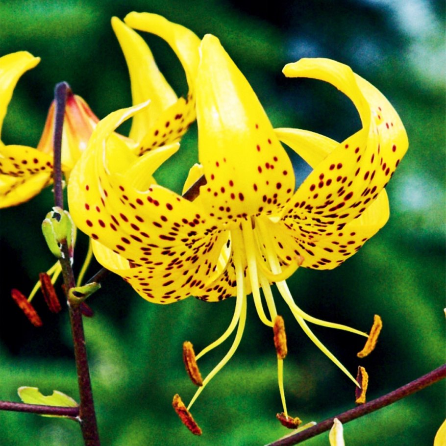 Лилия азиатская Yellow Тайгер