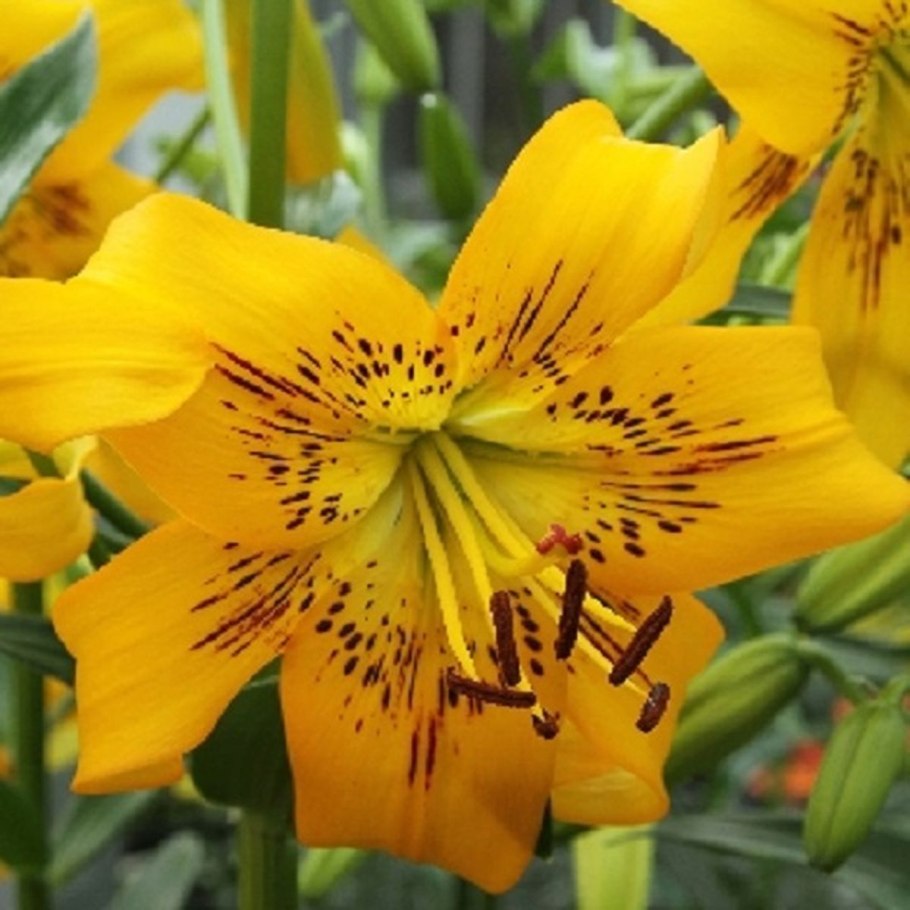 Лилия азиатская Йеллоу Тайгер