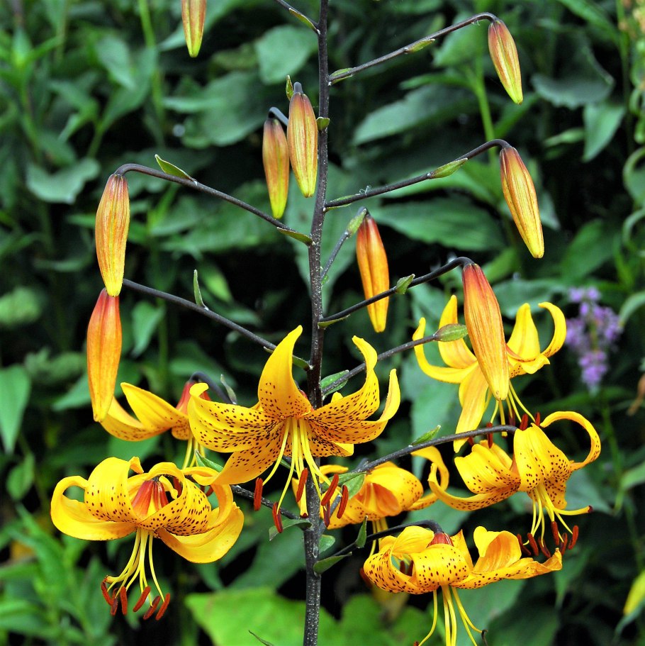 Лилия азиатская Йеллоу Тайгер