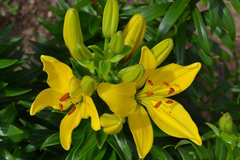 Лилия Перл дженифер