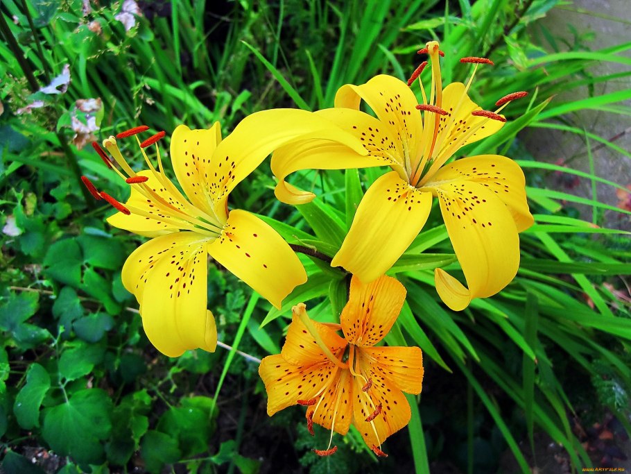 Лилия азиатская "Yellow County"