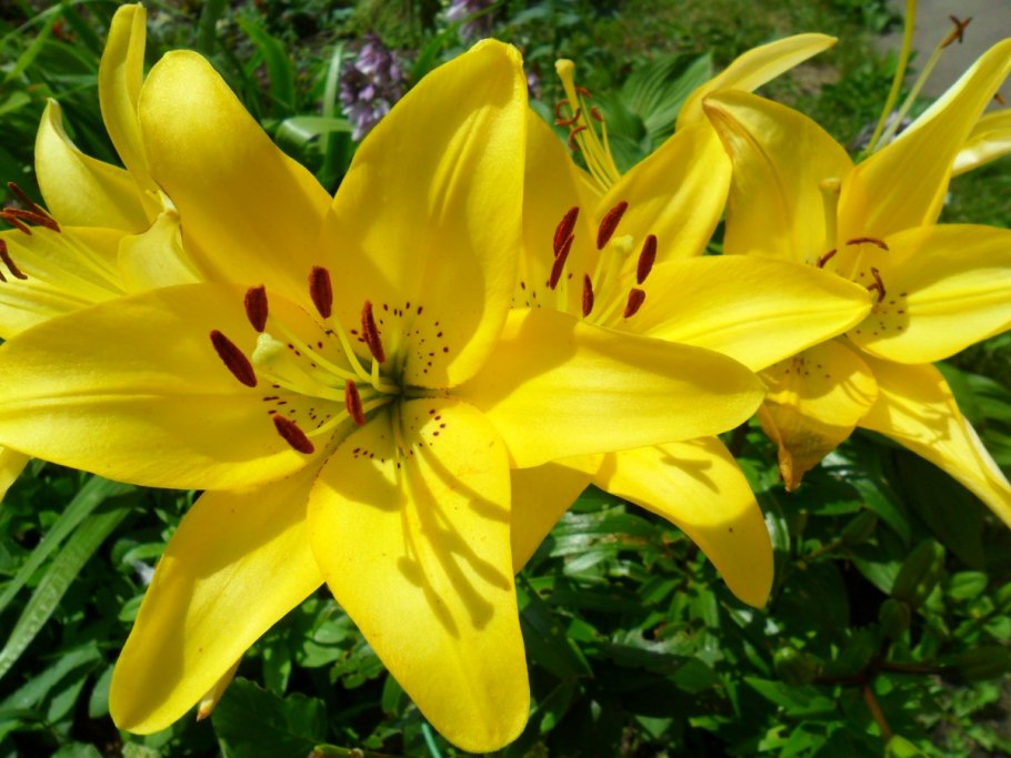 Лилия азиатская Йеллоу Тайгер