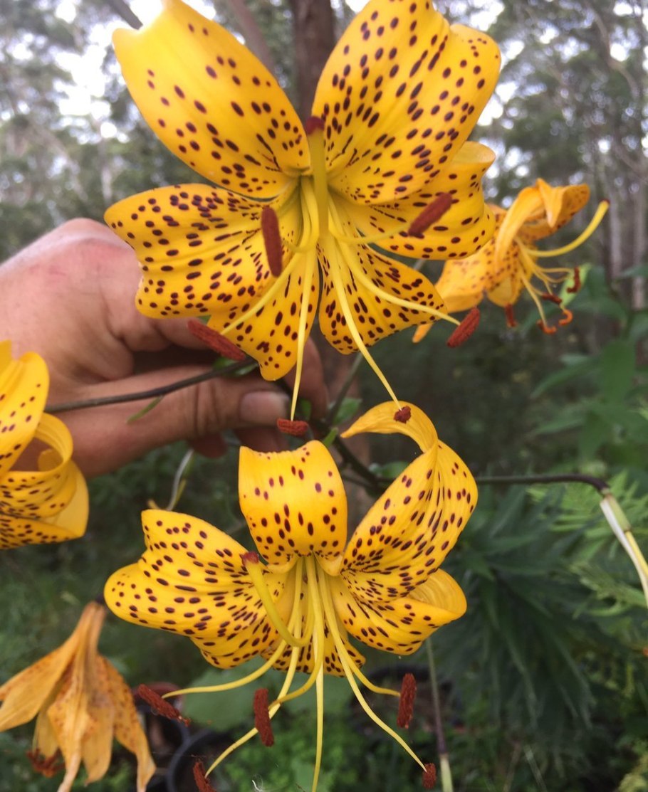 Лилия Йеллоу браш