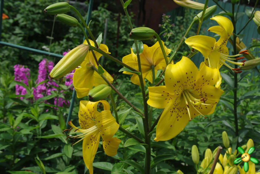 Лилия тигровая Йеллоу Брюсе