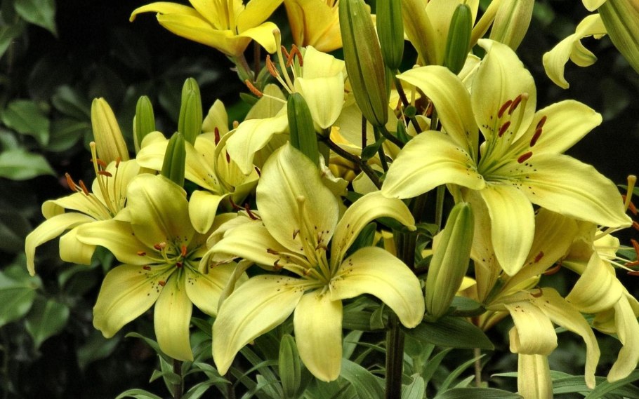 Лилия Yellow Planet