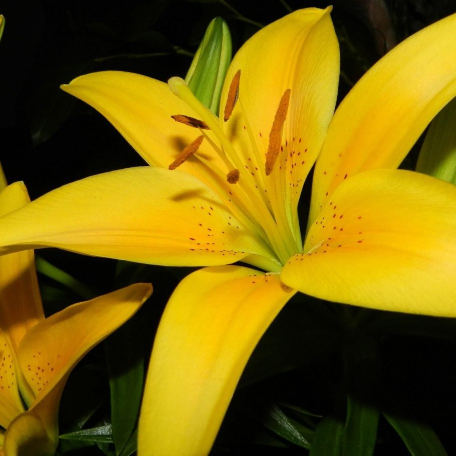 Лилия Йеллоу Тайгер