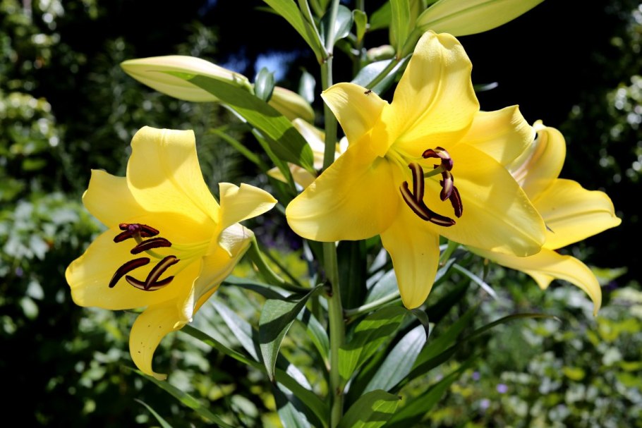 Лилия Йеллоу браш