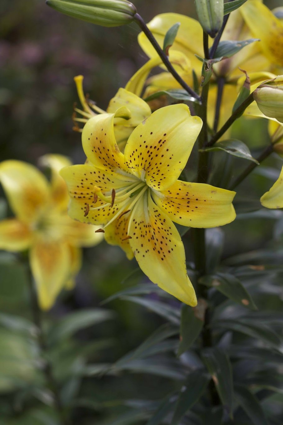 Лилия Йеллоу Каунти