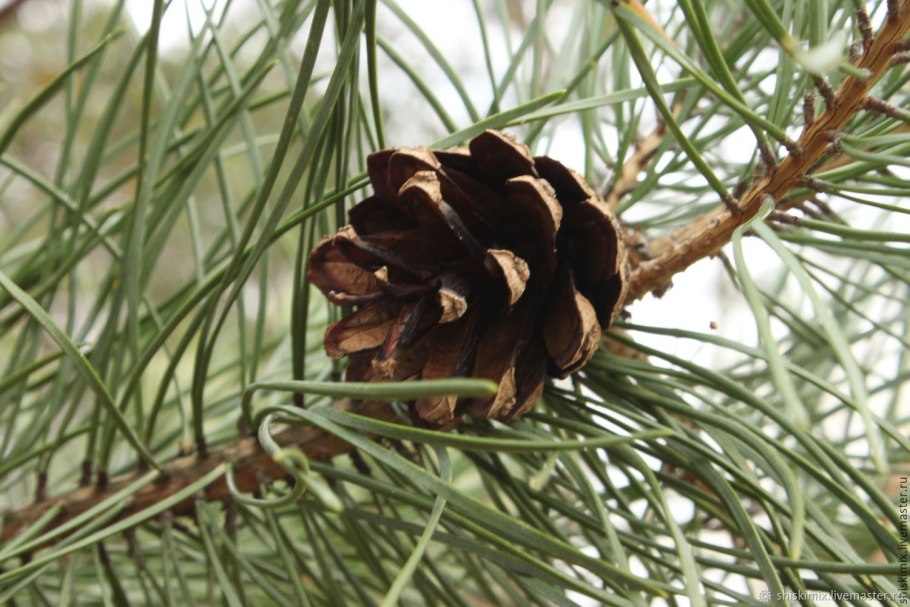 Сосна Пицундская Pinus pityusa