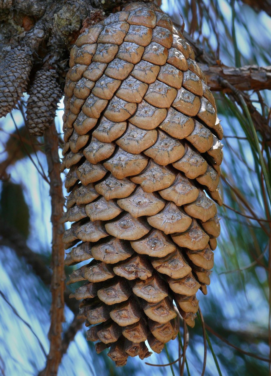 Pinus nigra pallasiana