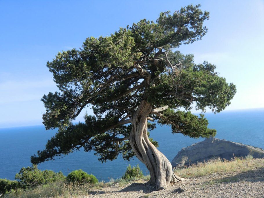 Сосна Пицундская Pinus pityusa