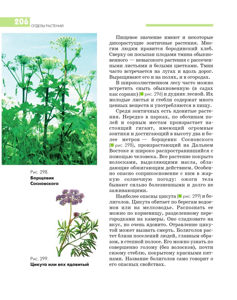 Цикута и борщевик