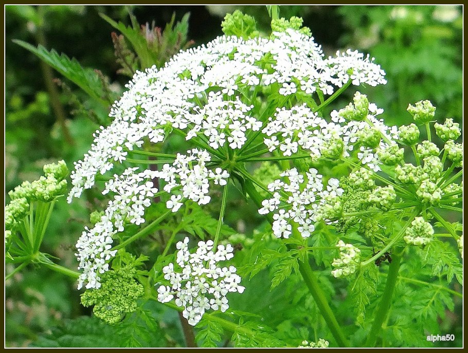 Цикута и сныть