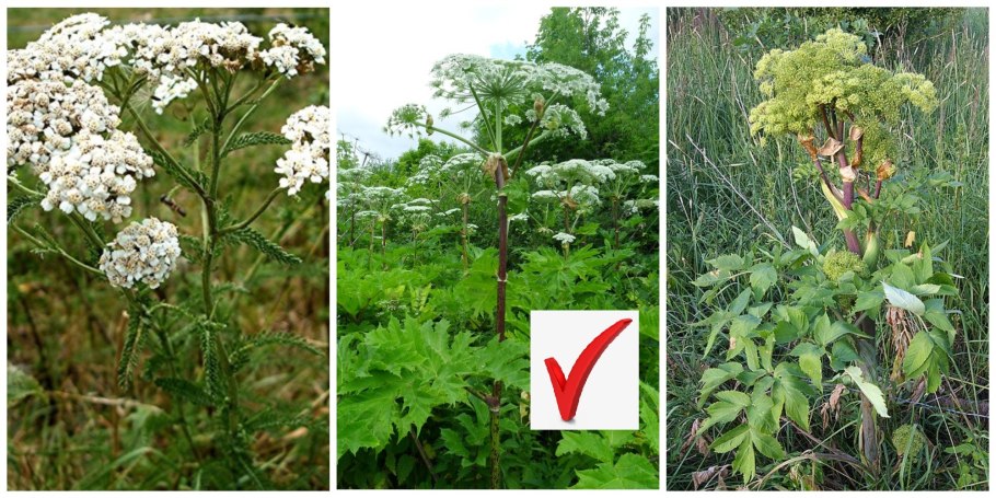 Цикута фото крупным планом