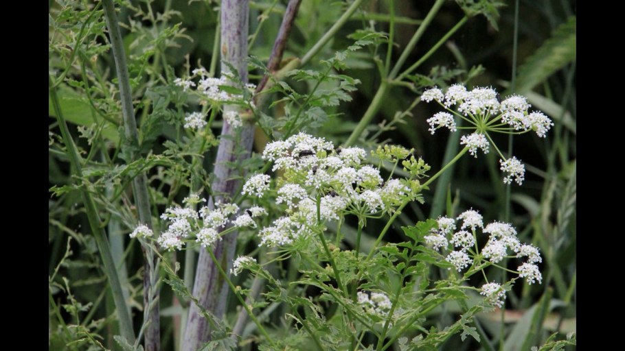Омежник болиголов