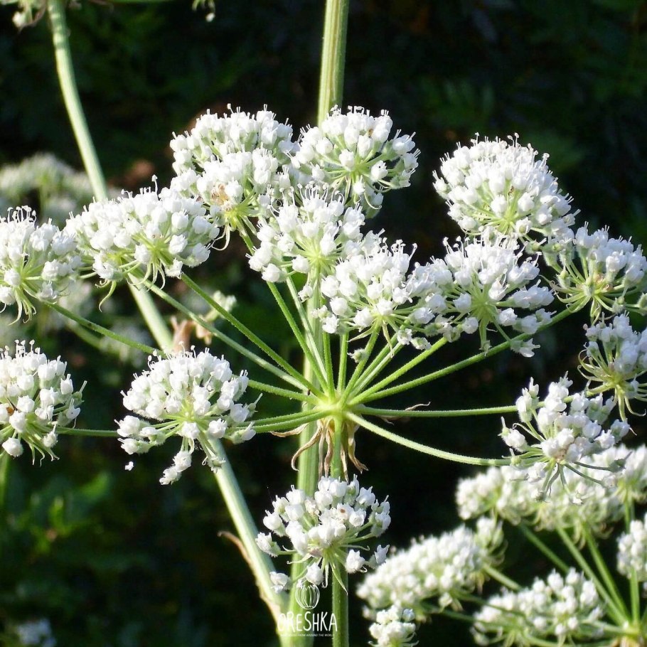 Купырь и болиголов