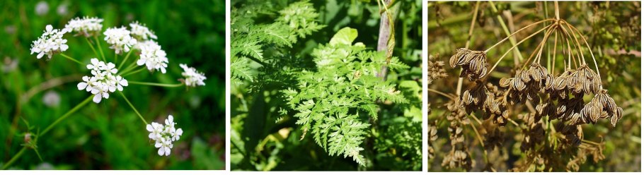 Болиголов Хемлок