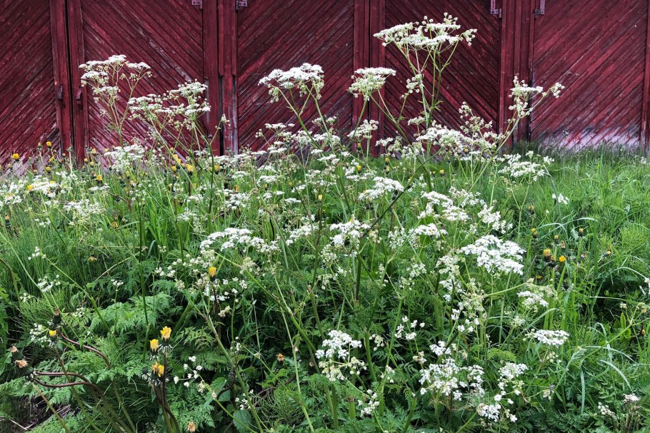 Болиголов пятнистый