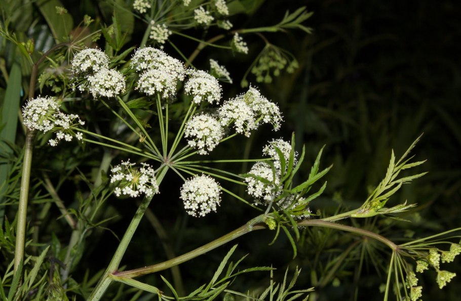 Как называется трава с пуговицами