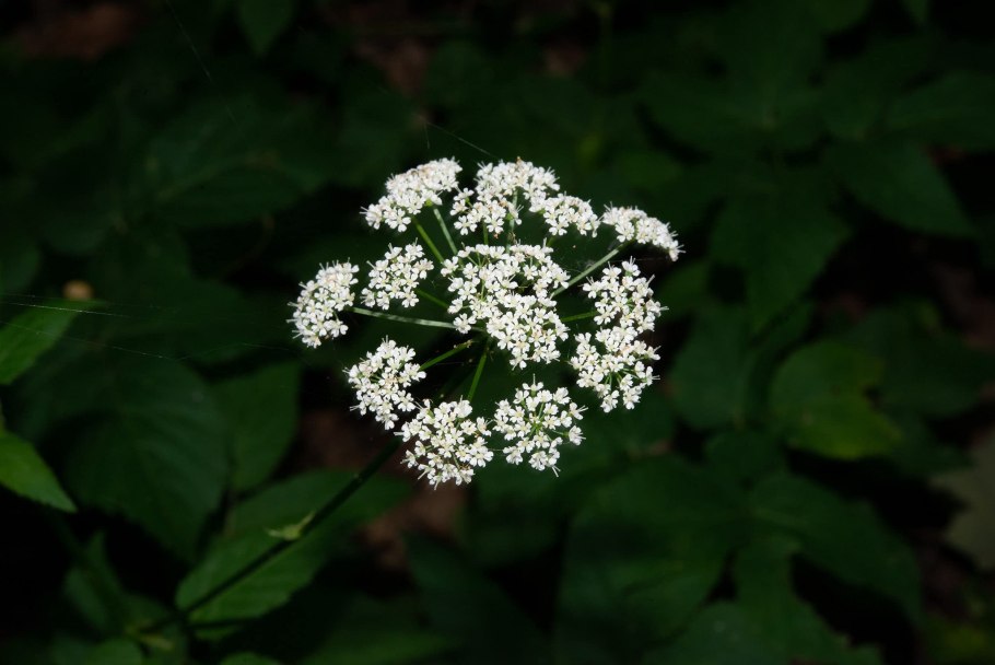 Плоды болиголова пятнистого