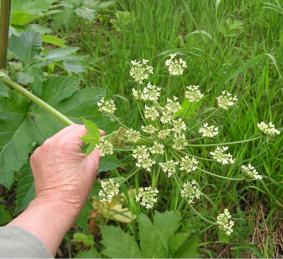 Болиголов Хемлок