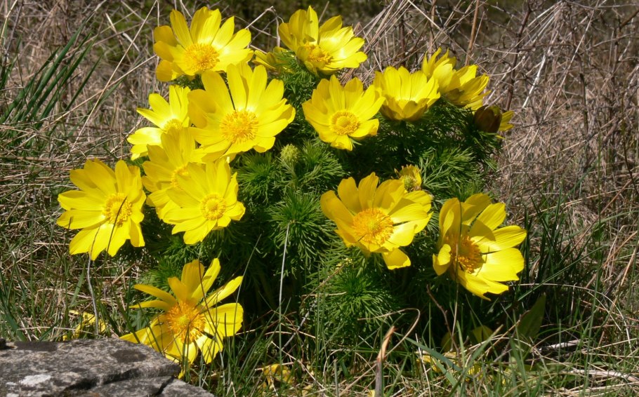 Присурский заповедник Чувашии