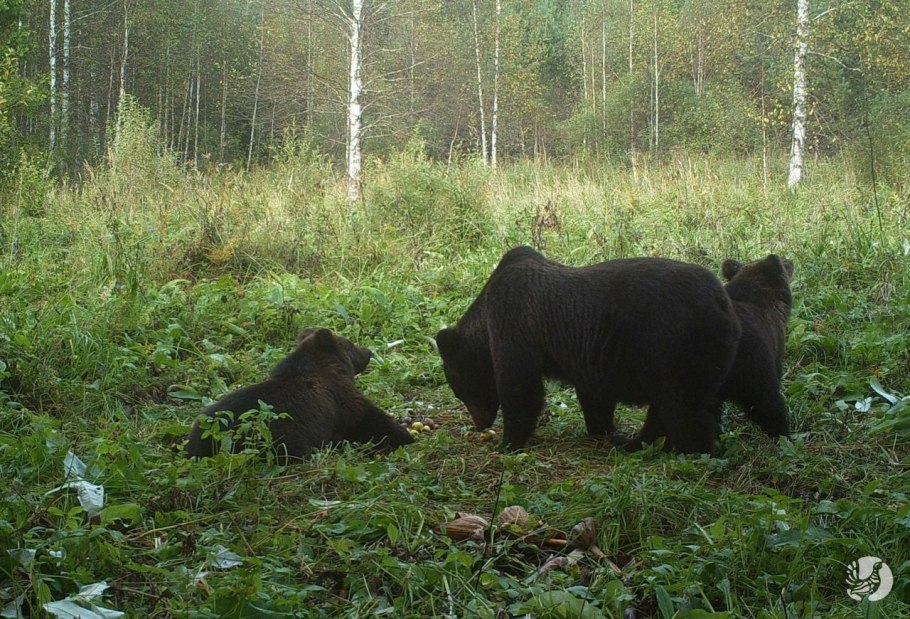 Прострел раскрытый или сон-трава