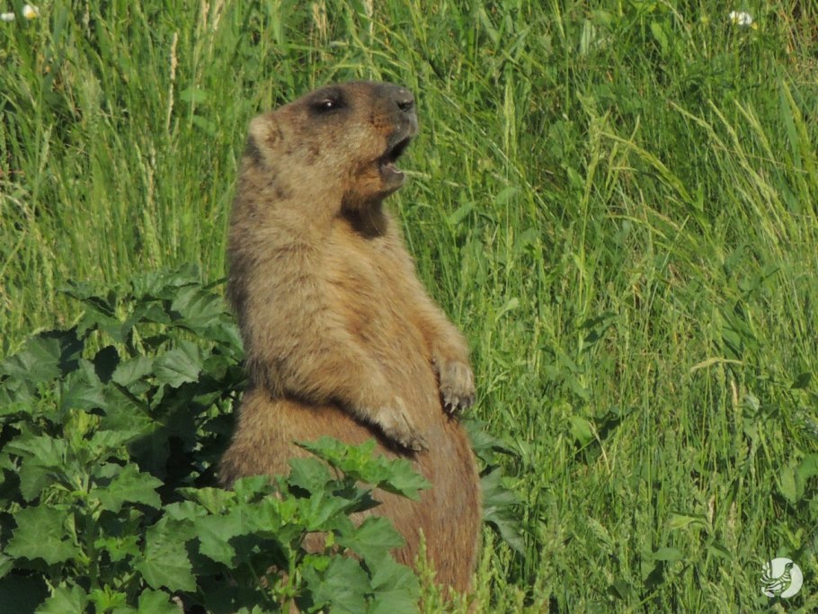 Кисловский Бор Томск