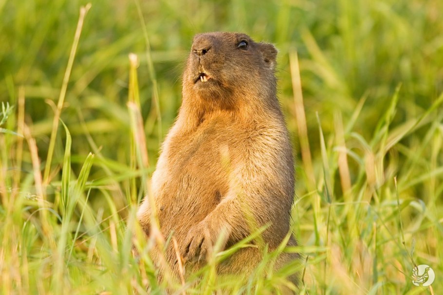 Государственный природный заповедник «Присурский»