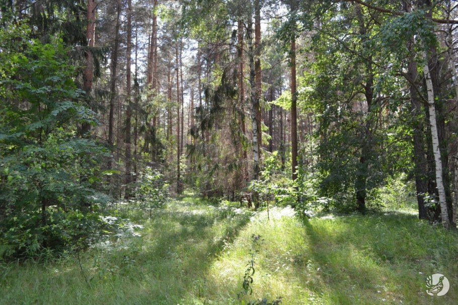 Присурский заповедник животные