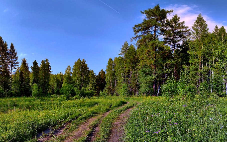 Совы в Астраханской области