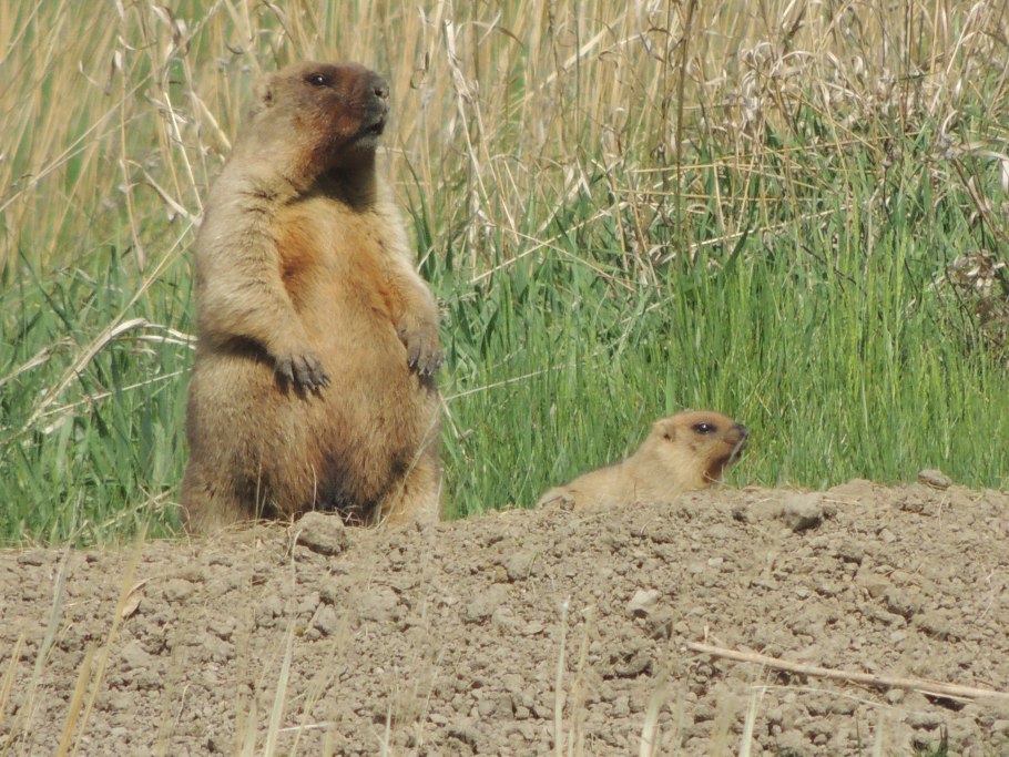 Заповедник Присурский Чувашия Заячий городок